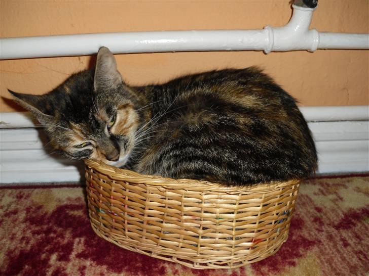 Huskat sasha billede 5