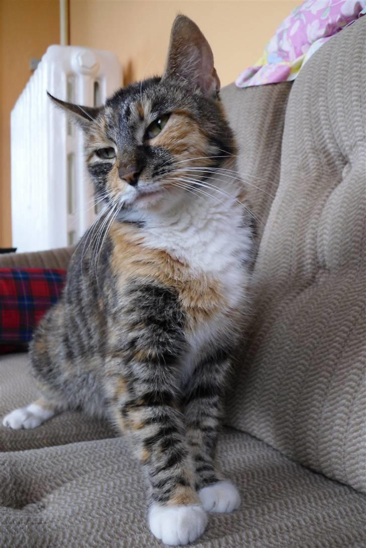 Huskat sasha billede 6