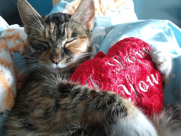 Huskat sasha billede 7