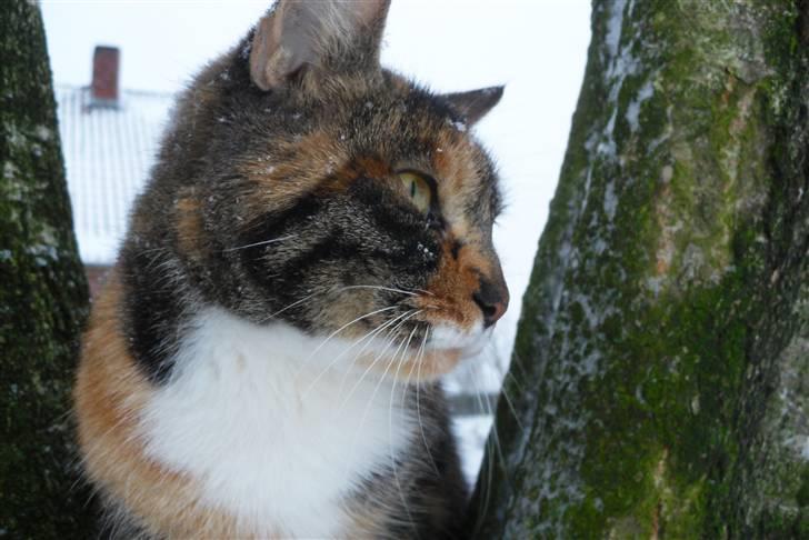 Huskat sasha billede 8