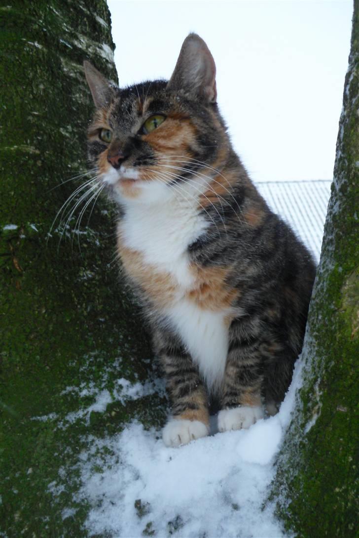 Huskat sasha billede 9