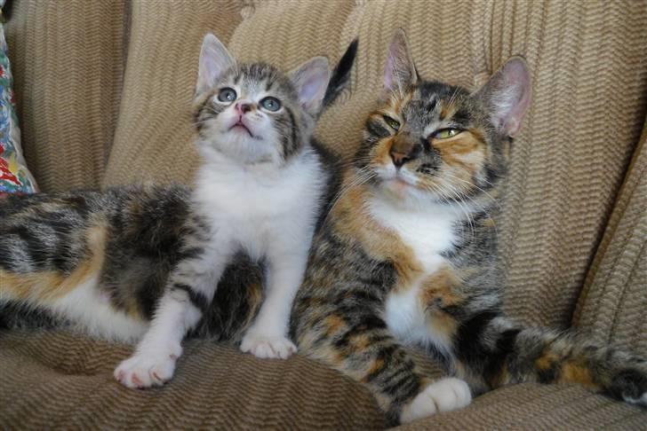 Huskat sasha billede 10