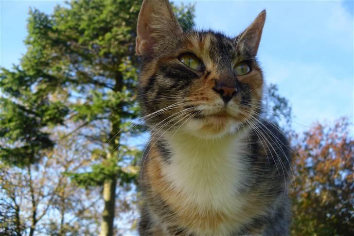 Huskat sasha billede 11