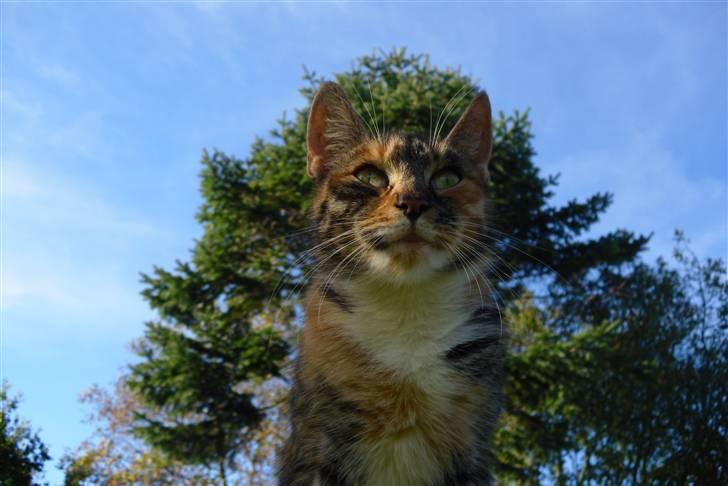 Huskat sasha billede 12