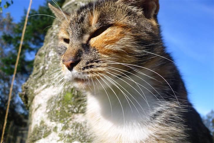 Huskat sasha billede 13