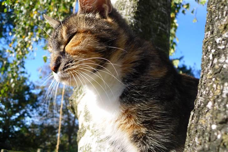 Huskat sasha billede 14