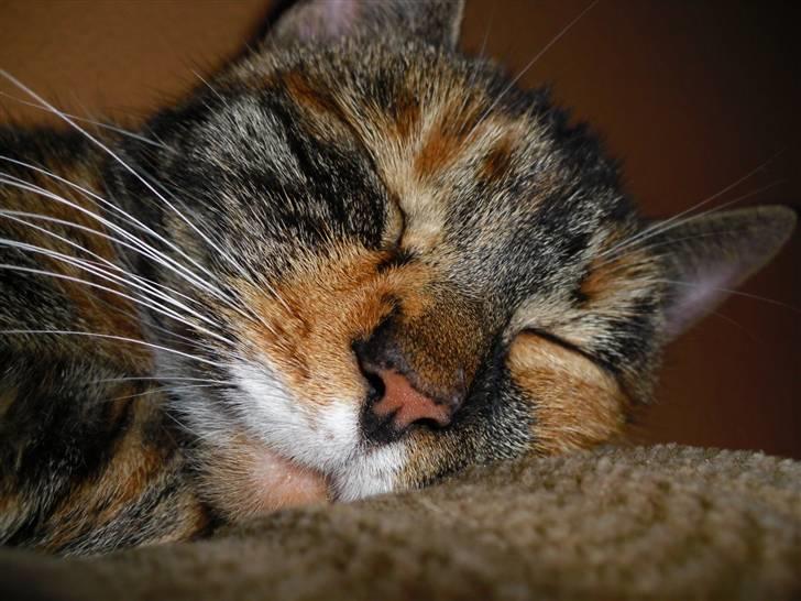 Huskat sasha billede 15