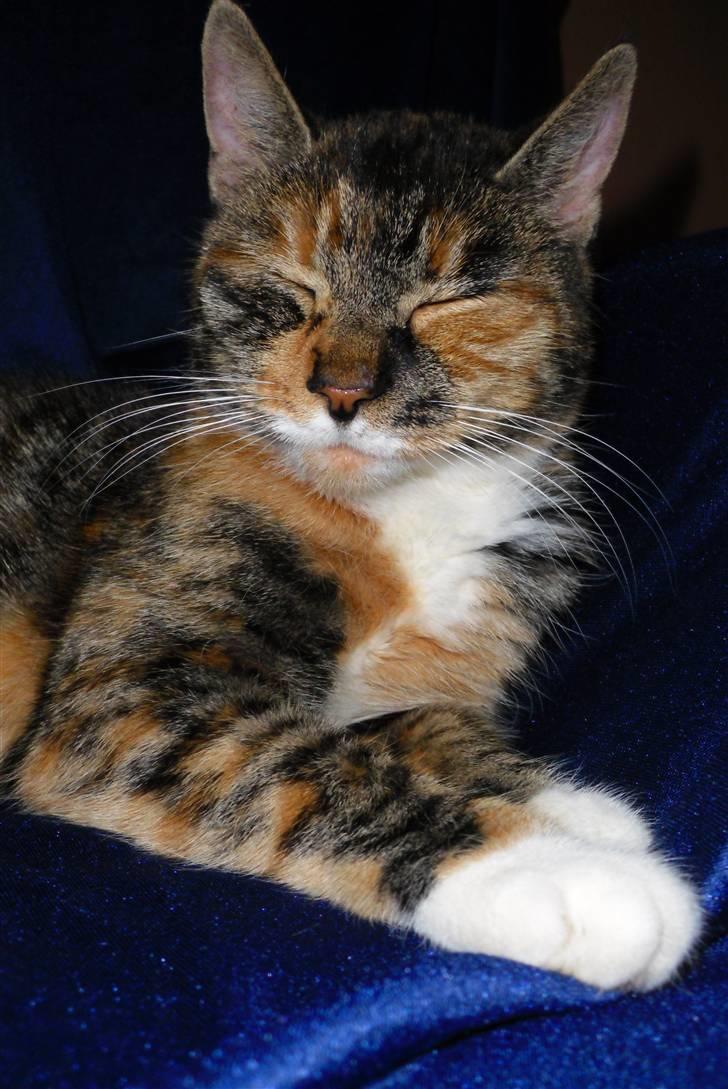 Huskat sasha billede 16