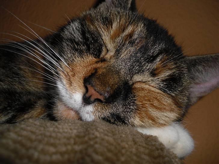 Huskat sasha billede 17