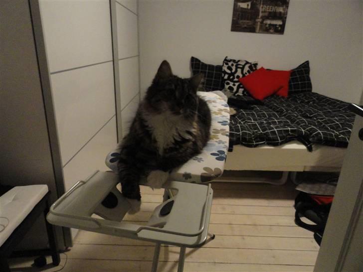 Norsk Skovkat Gizmo billede 4