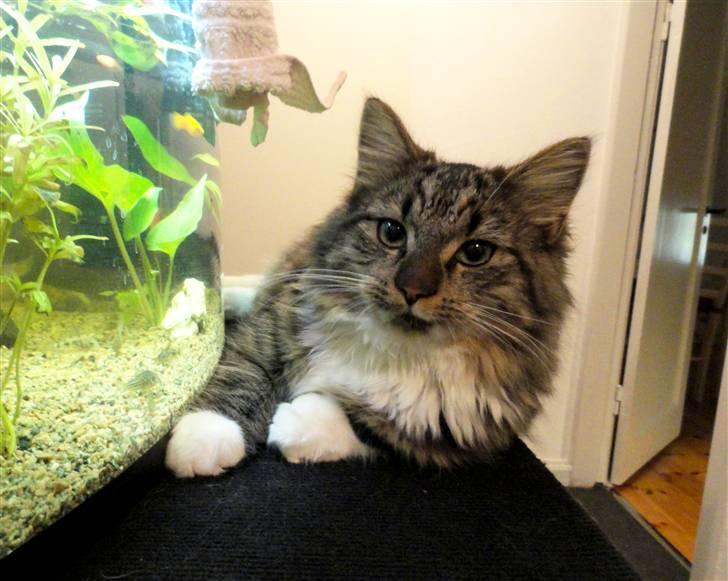 Norsk Skovkat Gizmo billede 5