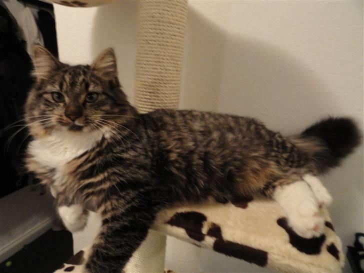 Norsk Skovkat Gizmo billede 6