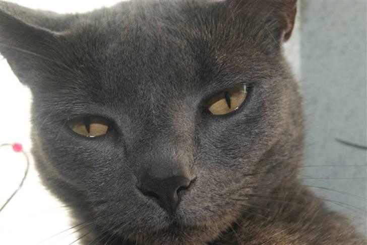 Blanding af racer Feline billede 14