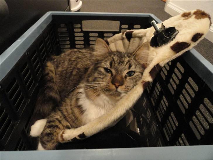 Norsk Skovkat Gizmo billede 7