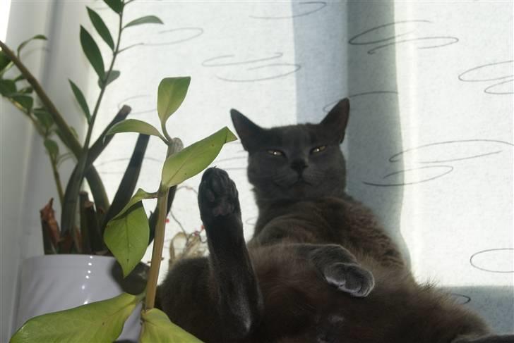 Blanding af racer Feline billede 15