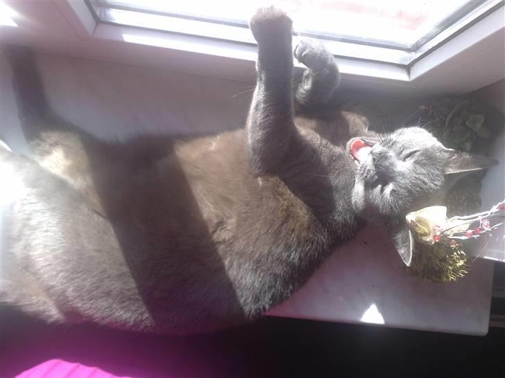 Blanding af racer Feline billede 16