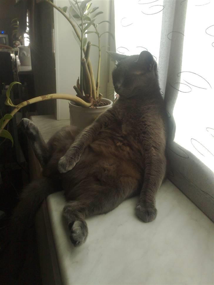 Blanding af racer Feline billede 17