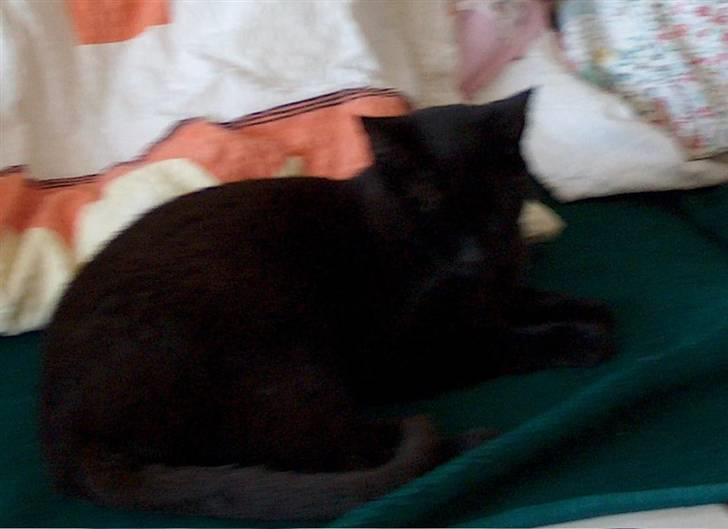 Huskat Felix (savnet siden 2009 :'(  ) - Hvorfor dig?<3 billede 2