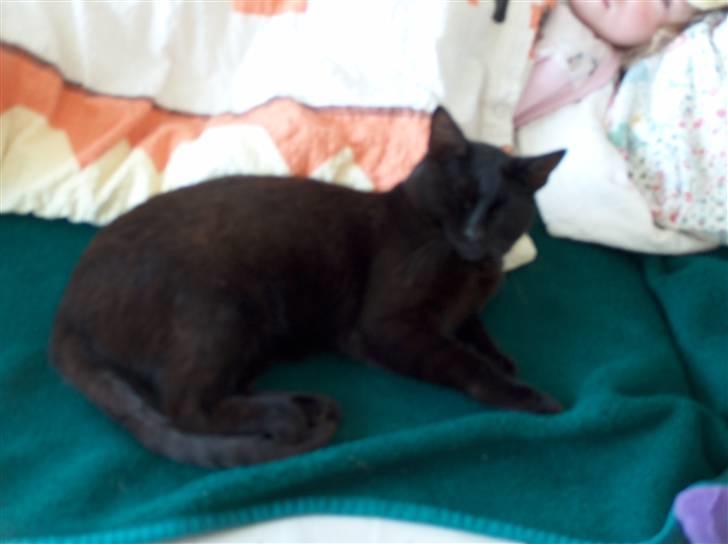 Huskat Felix (savnet siden 2009 :'(  ) billede 3