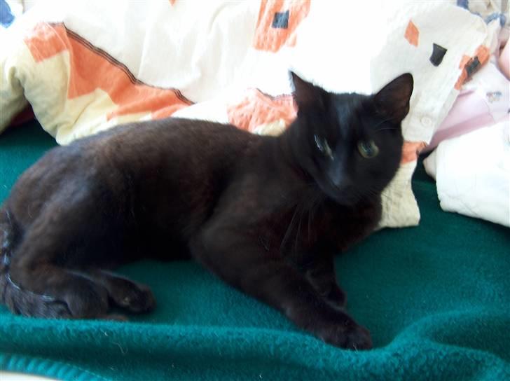 Huskat Felix (savnet siden 2009 :'(  ) - Bare jeg kunne få lov til at få en dag med dig!!! og sige hvor meget du betyder mit liv! billede 4