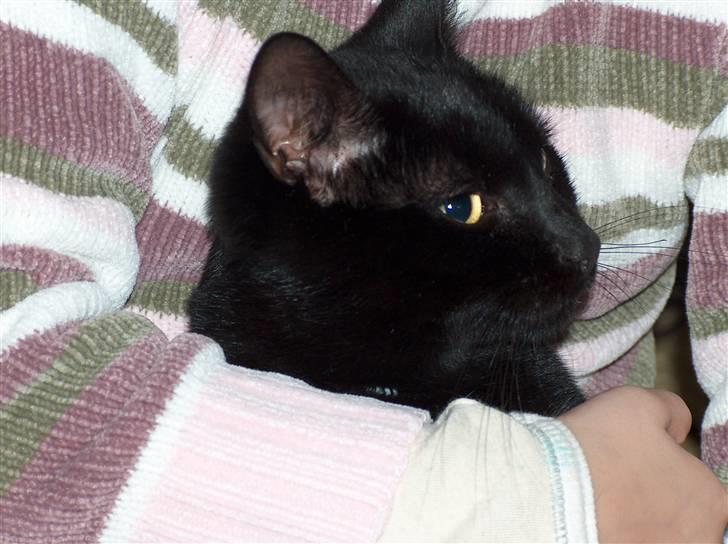 Huskat Felix (savnet siden 2009 :'(  ) billede 7