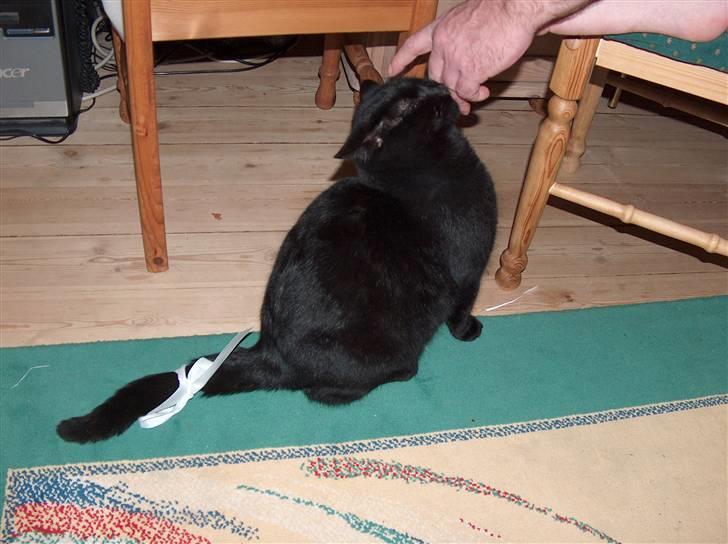 Huskat Felix (savnet siden 2009 :'(  ) - Du var et værre nusse hoved! forstår det stadig ikke? billede 9