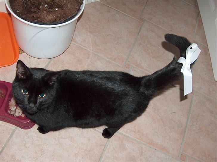 Huskat Felix (savnet siden 2009 :'(  ) billede 10