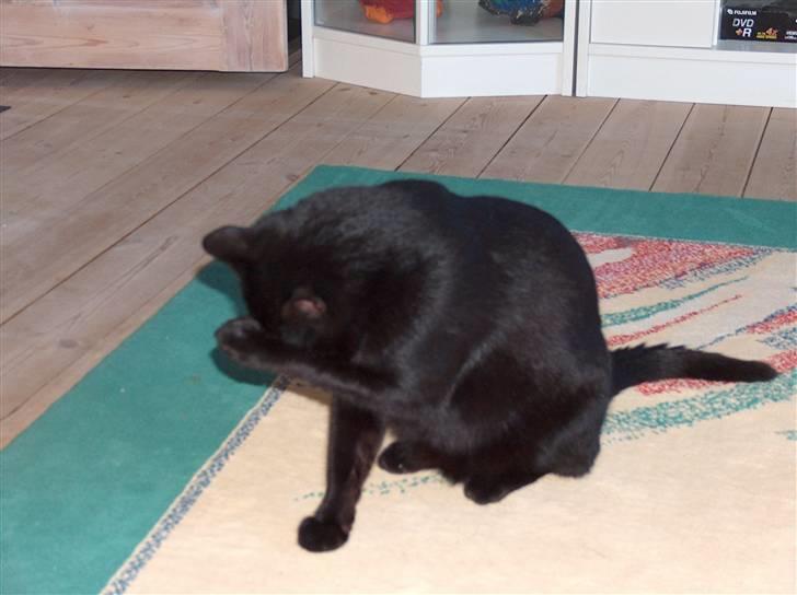 Huskat Felix (savnet siden 2009 :'(  ) - Hoor jeg dog savner dig! billede 11