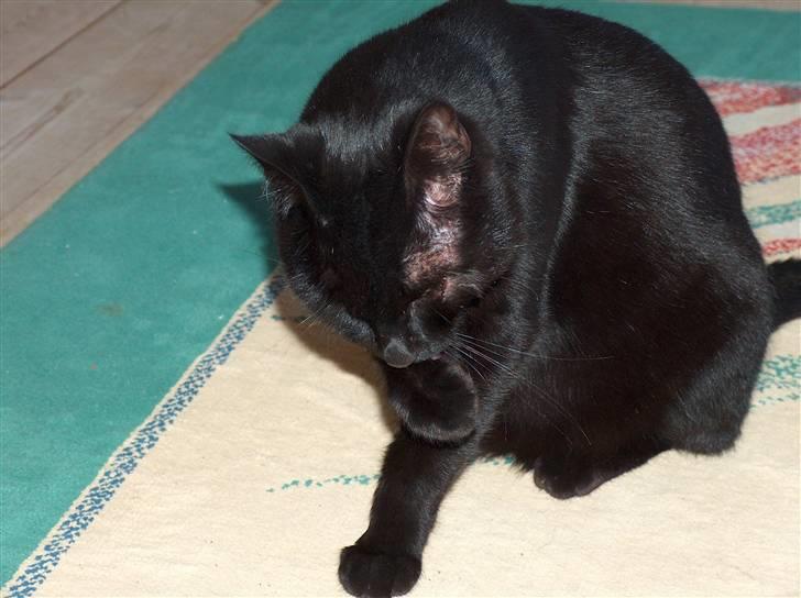 Huskat Felix (savnet siden 2009 :'(  ) billede 12