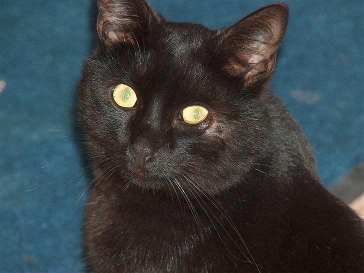 Huskat Felix (savnet siden 2009 :'(  ) - Jeg glemmer dig aldrig Felix! jeg elsker dig stadig rigtig højt!!! husk det!!! :´( billede 17