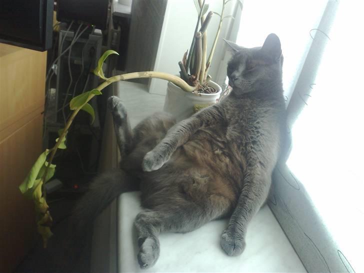 Blanding af racer Feline billede 18