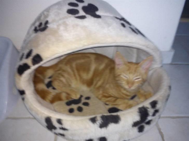 Blanding af racer Luffe!..<3 - Dejlig kat man har! <333333 billede 14