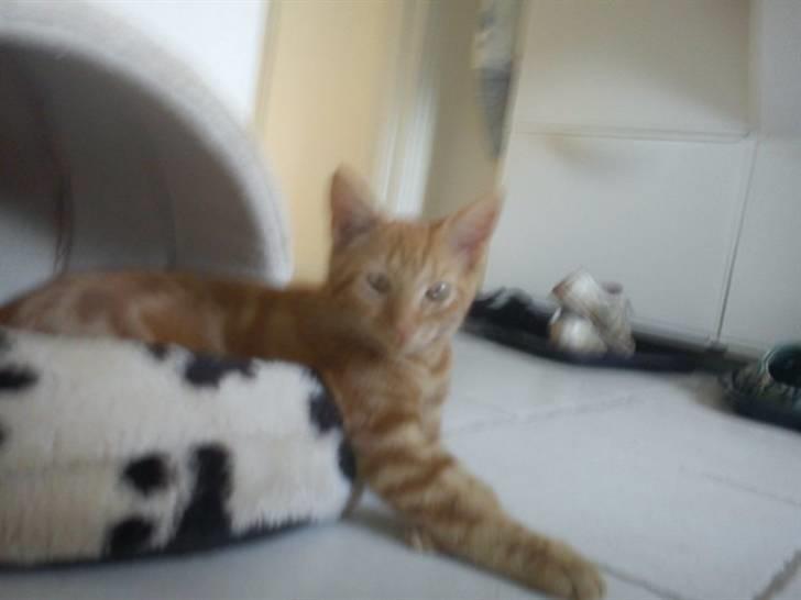 Blanding af racer Luffe!..<3 billede 15