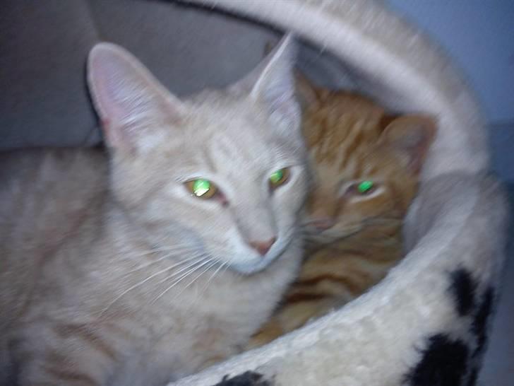 Blanding af racer Laban!..<3 billede 8