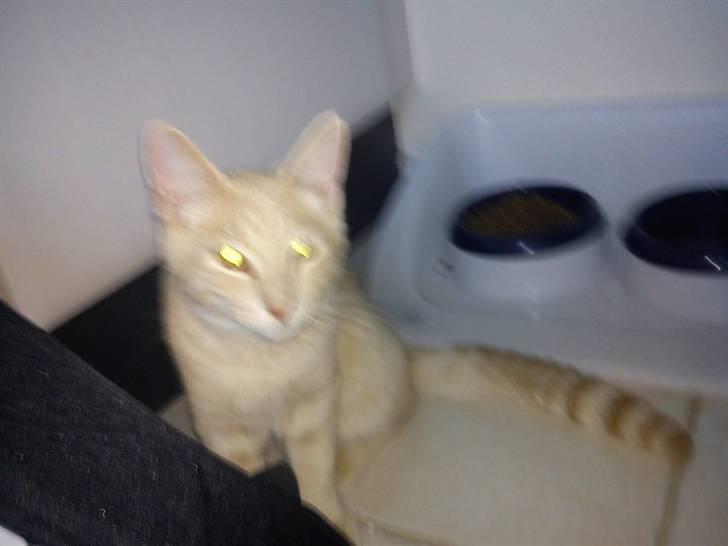 Blanding af racer Laban!..<3 billede 9