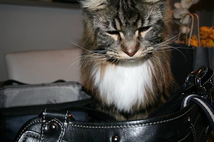 Maine Coon Itai/Chevy. billede 13