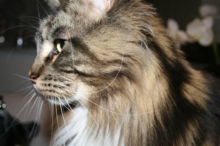 Maine Coon Itai/Chevy. billede 14