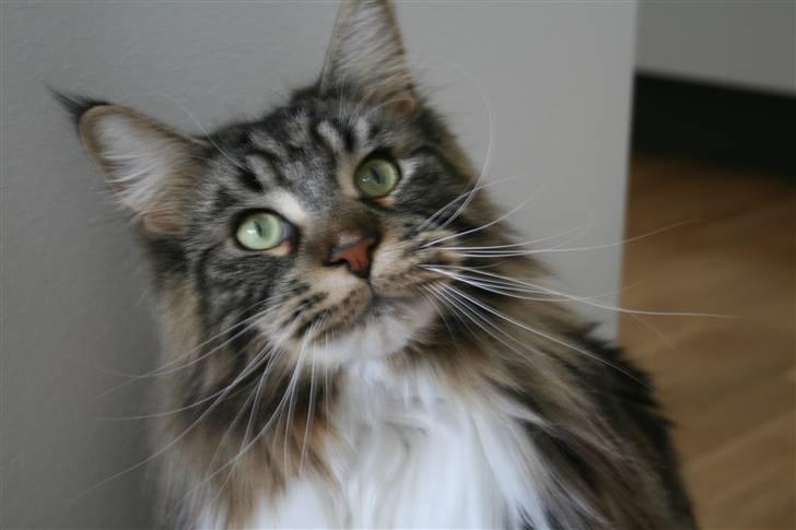 Maine Coon Itai/Chevy. billede 15