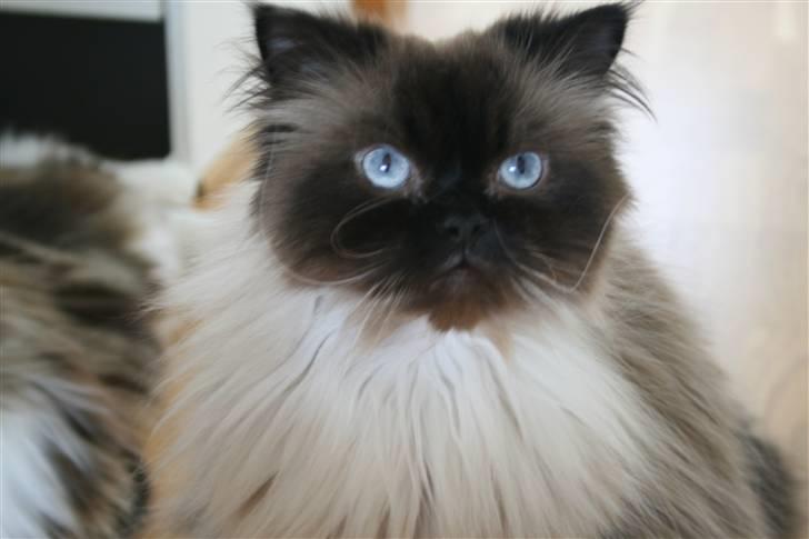 Colorpoint Loui billede 16