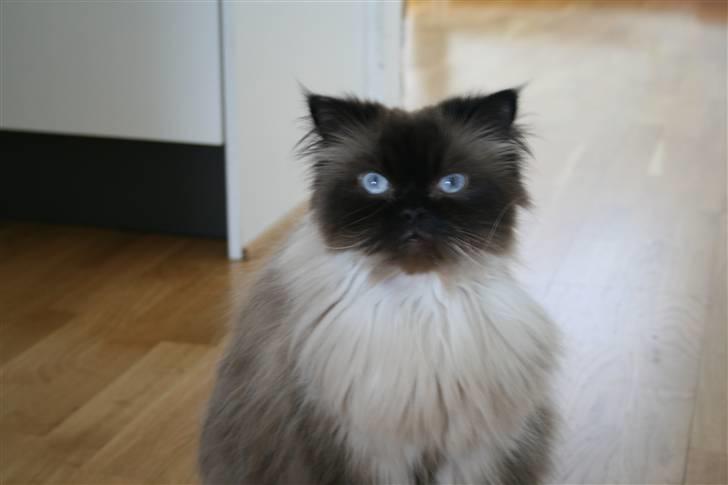 Colorpoint Loui billede 17