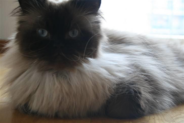 Colorpoint Loui billede 18