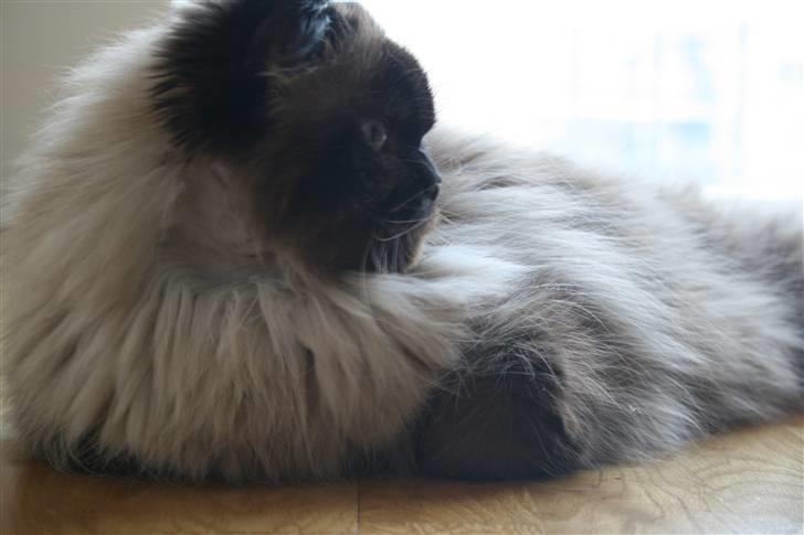 Colorpoint Loui billede 19