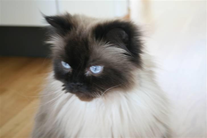 Colorpoint Loui billede 20