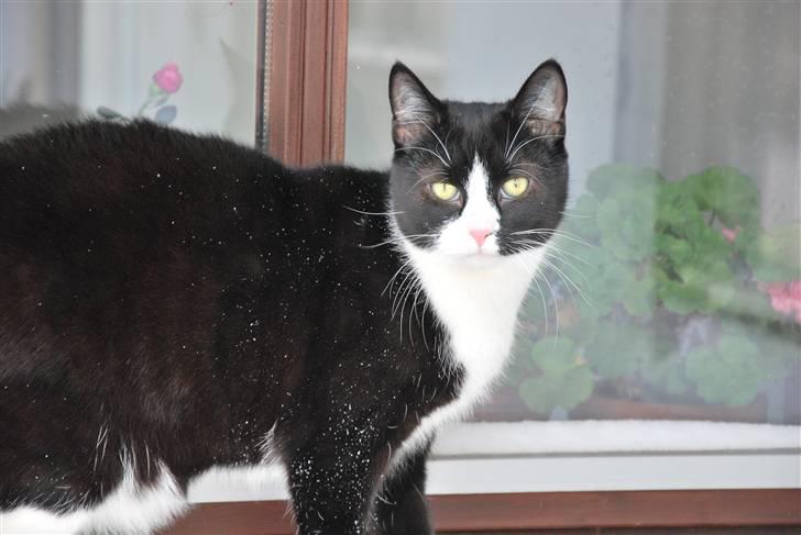 Huskat Samson (Basse) billede 1