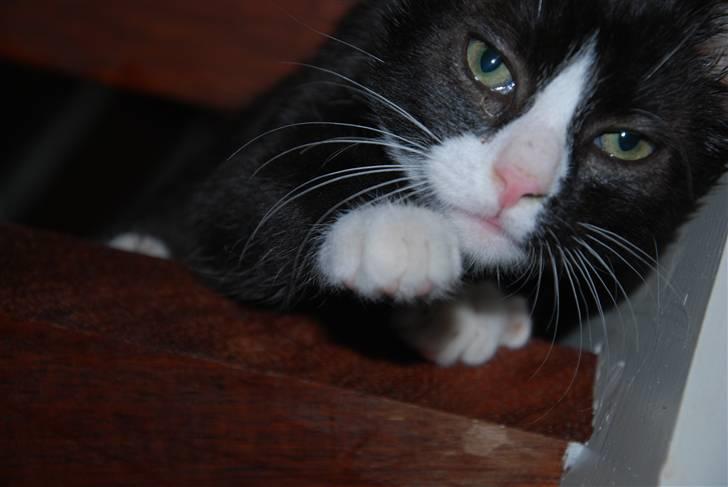 Huskat Samson (Basse) - Ham som killing billede 2