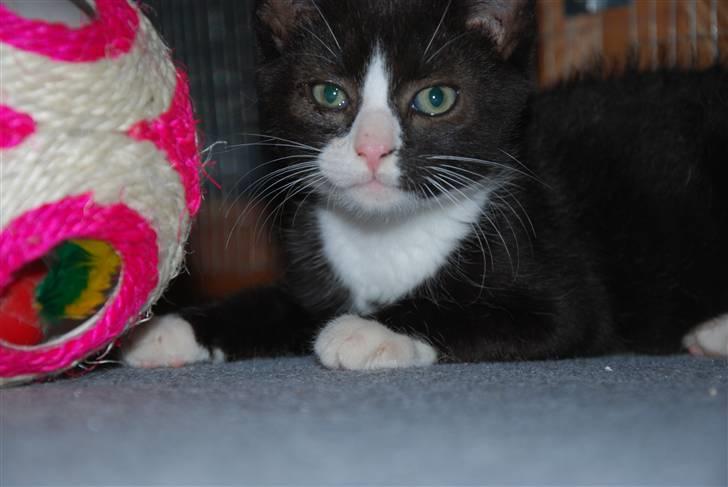 Huskat Samson (Basse) billede 3