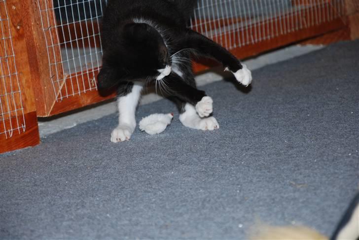 Huskat Samson (Basse) billede 4