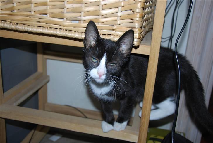 Huskat Samson (Basse) billede 5