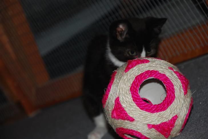 Huskat Samson (Basse) billede 6