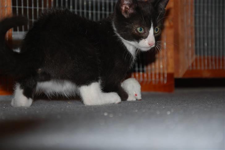 Huskat Samson (Basse) billede 7